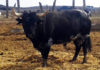 Uno de los toros rechazados en Écija. (FOTO: Sevilla Taurina)